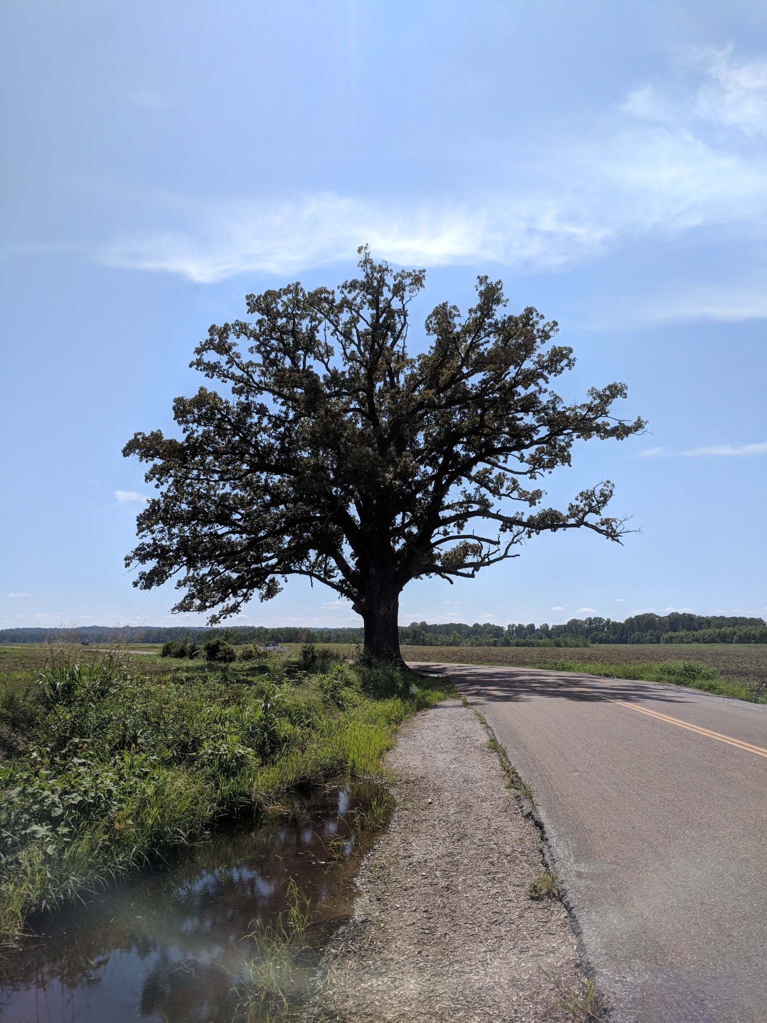 Quercus macrocarpa